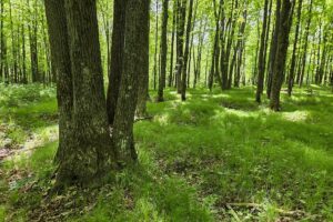 Waterfront property for sale along Somo River near Tomahawk, WI