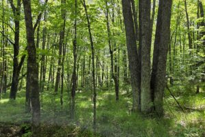Waterfront property for sale along Somo River near Tomahawk, WI