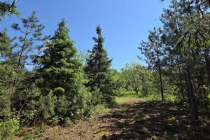 Wooded land for sale with frontage on Somo River in Northern Wisconsin.