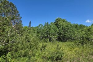 Wooded land for sale with frontage on Somo River in Northern Wisconsin.