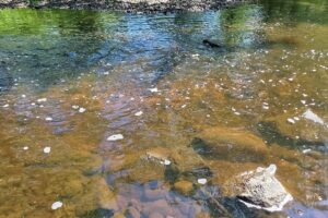 Wooded land for sale with frontage on Somo River in Northern Wisconsin.