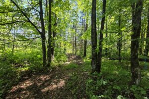 Secluded land for sale along the Somo River near Tripoli and Tomahawk, WI