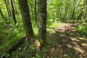 Secluded land for sale along the Somo River near Tripoli and Tomahawk, WI