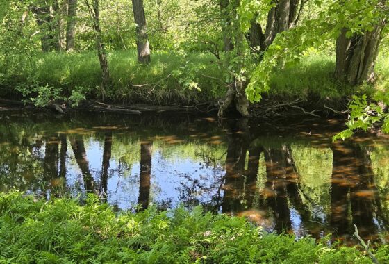 Secluded land for sale along the Somo River near Tripoli and Tomahawk, WI